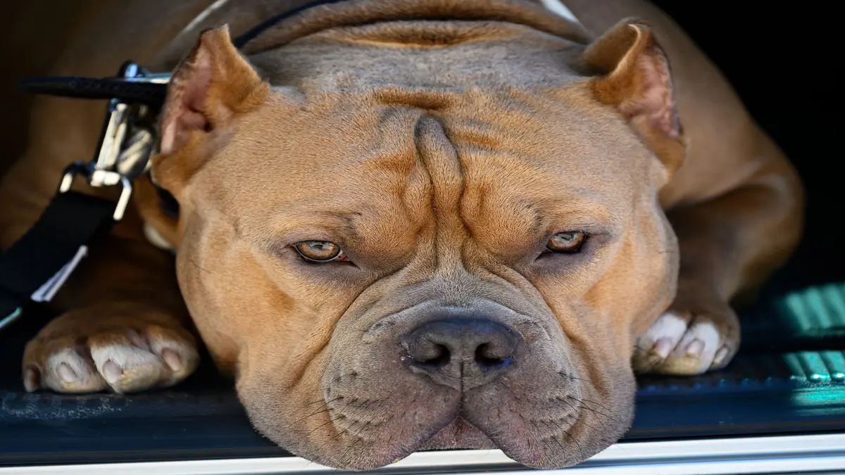 Melhores Criadores de Cães de Guarda Americanos