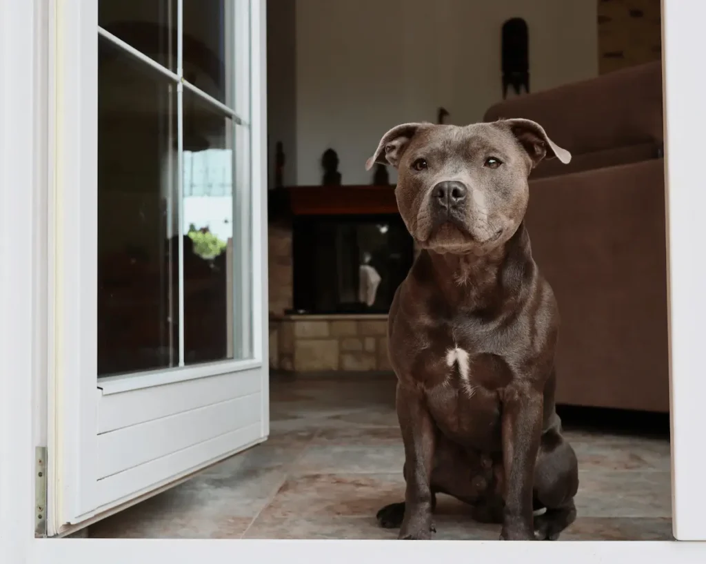 Qual o Valor de um Amstaff