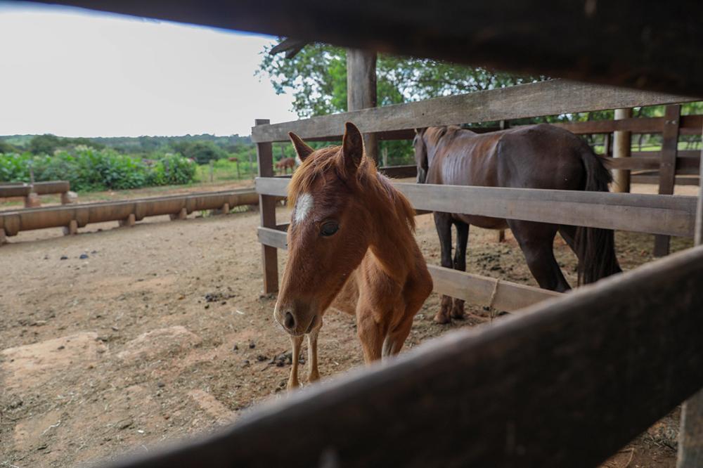 Apreensões de animais no DF triplicam e impulsionam adoções